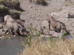 Bologonja_Seronera2009-7